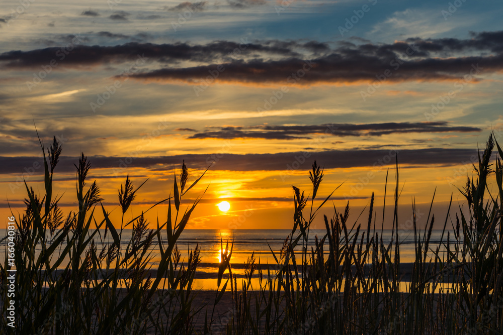 Tall grass on beach at sunset