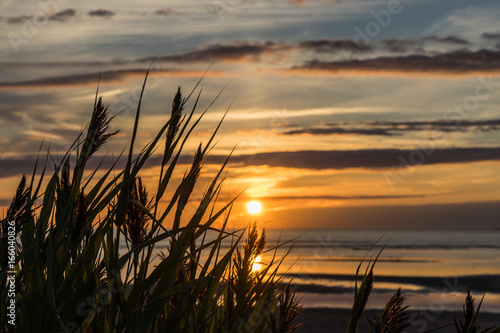 Tall grass on beach at sunset