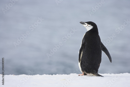 Chinstrap penguin  Pygoscelis antarctica  on Half Moon Island  Antarctica