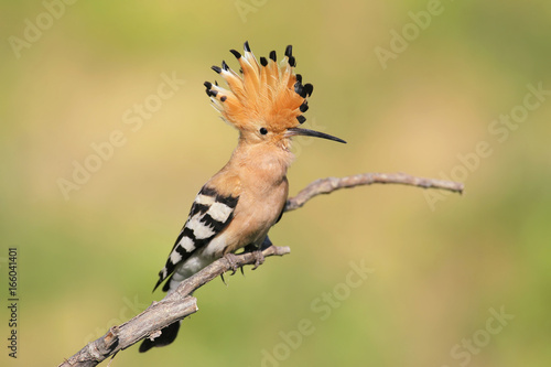 One hoopoe sitting on special branch.Photographed in soft morning light. 