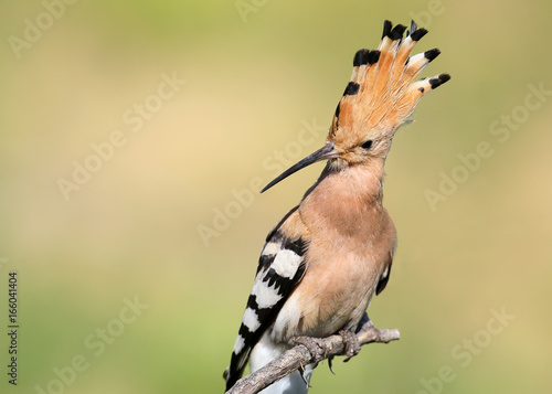 Unusual extra close up portrait of hoopoe from side view.