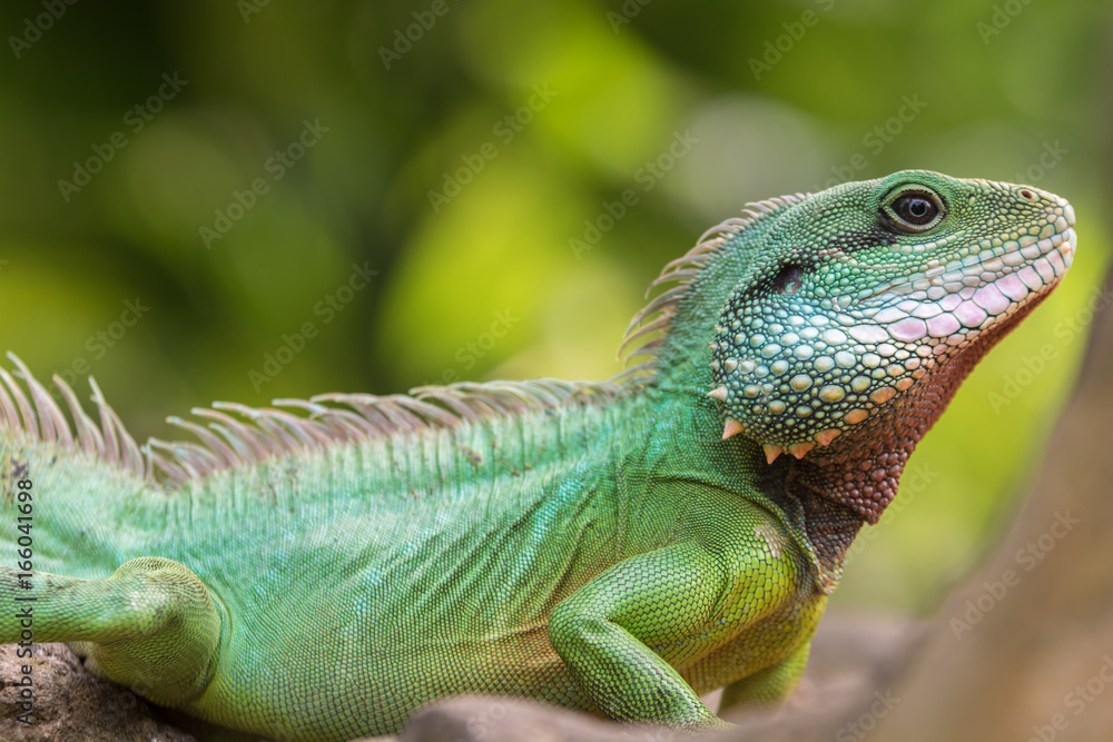 Grüne Wasseragame auf einem Ast