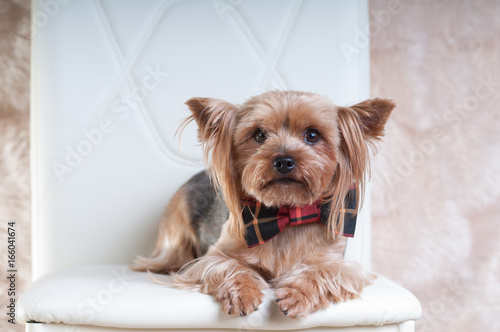 Cute yorkshire terrier in bow tie lying on white chair