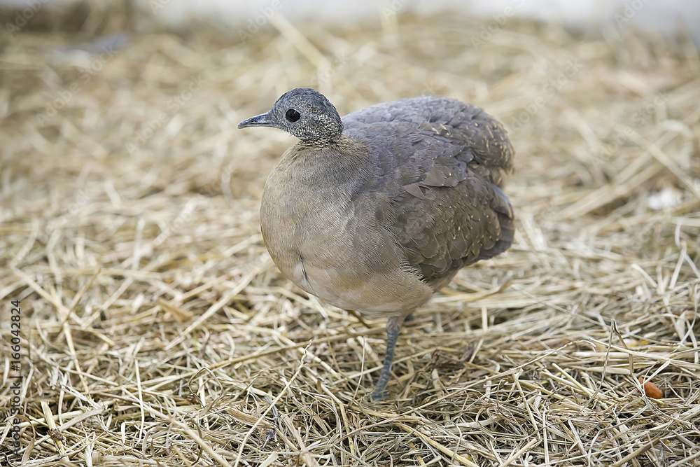 Obraz premium Tinamus solitarius