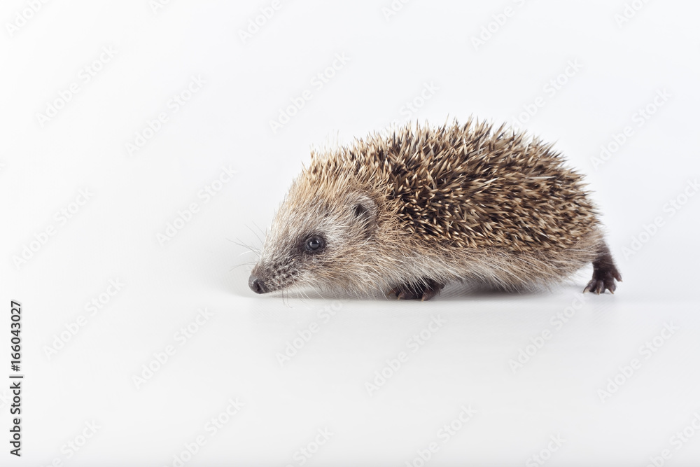 Hedgehog on white background. Hedgehog on white background.