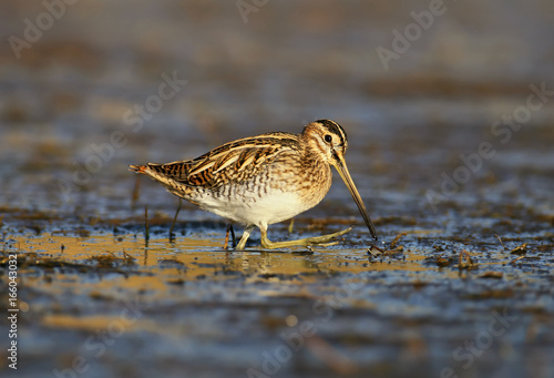 Canvas Print Nice woodcock walking on the shore in warming light