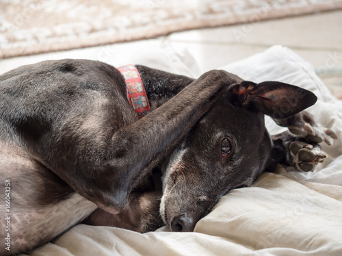 Greyhound Resting Paws over Ears