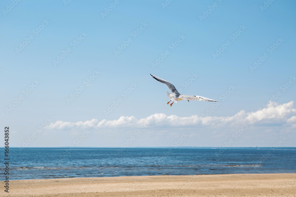 Seagull flying near the sea on the beach Seagull flying near the sea on the beach
