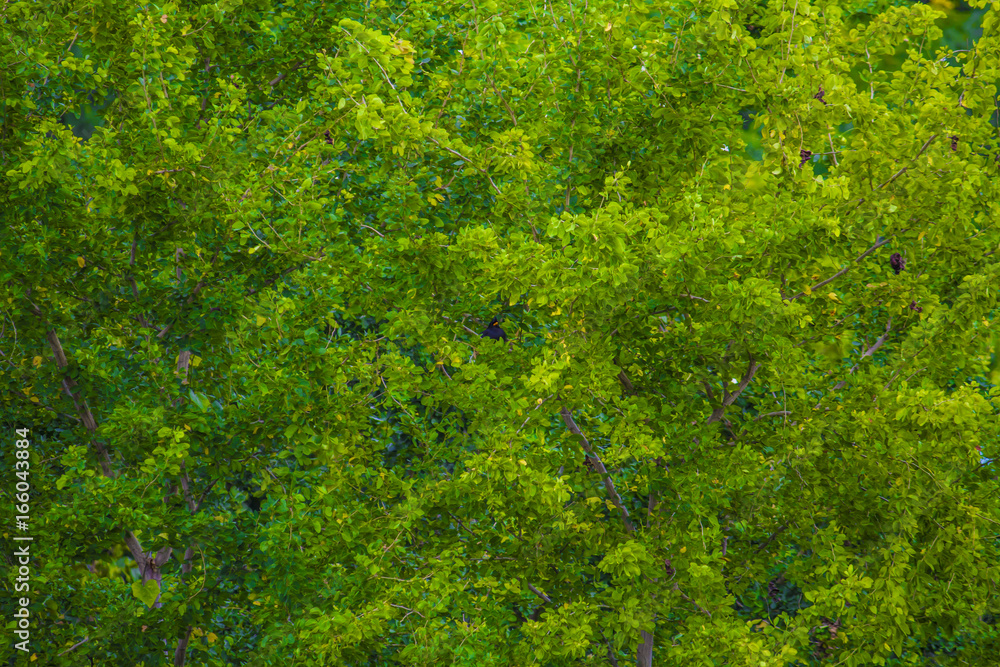 Beauty green leaf background Beauty green leaf background