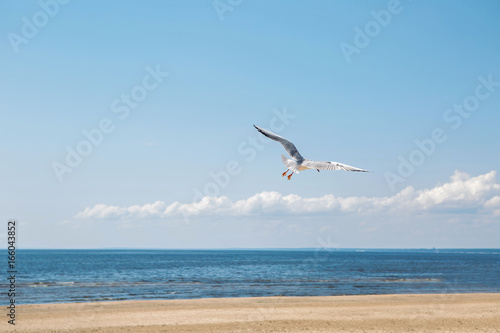 Seagull flying near the sea on the beach