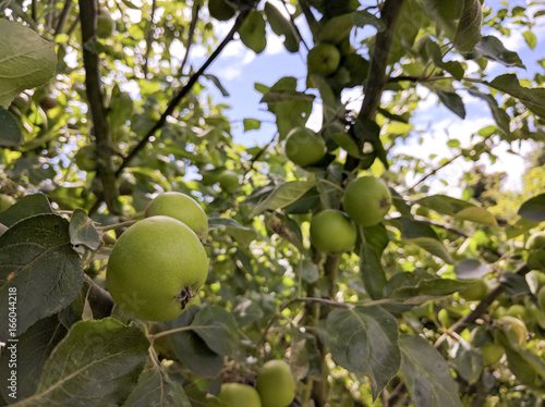 Apples in Highfield Park