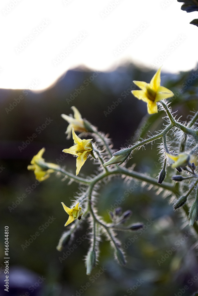 Agriculture. Flowers of tomato in backlight Agriculture. Flowers of tomato in backlight