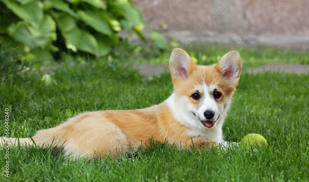 Puppy welsh corgi pembroke Puppy welsh corgi pembroke