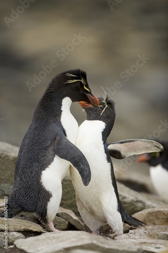 Rockhopper penguin (Eudyptes chrysocome) courtship