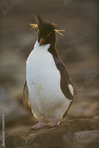 Rockhopper penguin (Eudyptes chrysocome)