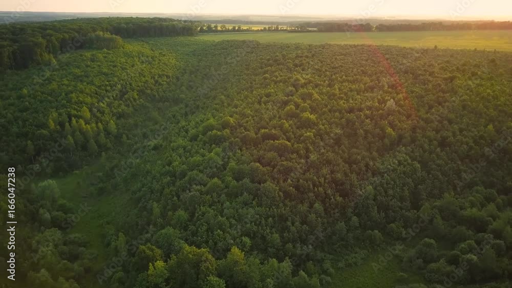 Flight above the green forest