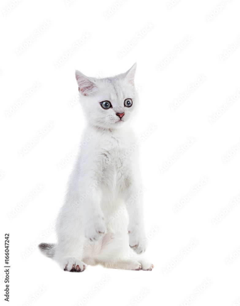A very funny White kitten British shorthair  stands on its hind legs. Color silver shaded.  Isolated on white background