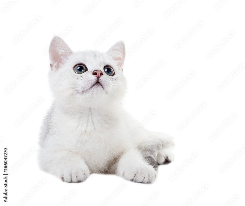 White kitten British shorthair  lies and looks up. Color silver shaded.  Isolated on white background