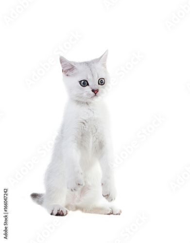 A very funny White kitten British shorthair stands on its hind legs. Color silver shaded. Isolated on white background