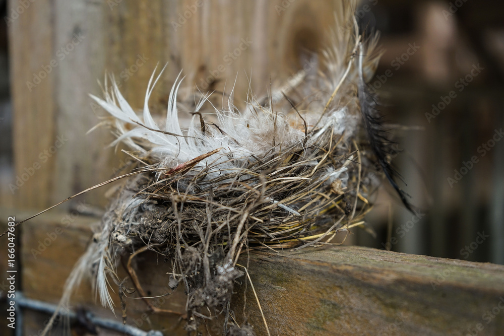 Bird's Nest Bird's Nest