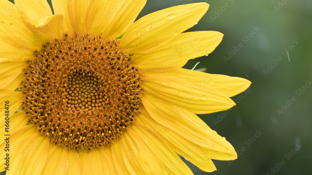 Sonnenblumen im Regen - Regen und Wassertropfen Sonnenblumen im Regen - Regen und Wassertropfen