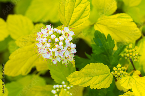 Closeup of Spring Flowers on a vivid, lime-green Dart's Gold Ninebark Shrub