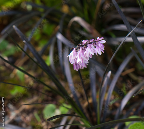 Ophiopogon planiscapus 'Nigrescens' (Black Mondo Grass) in Bloom