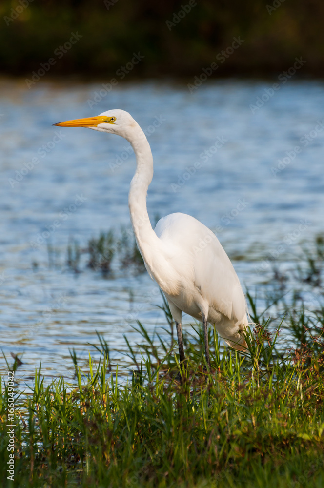 Heron in the grass Heron in the grass