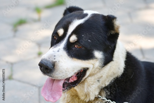 Alabai or Central Asian Shepherd Dog