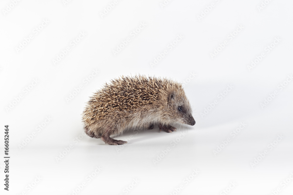 Fototapeta premium Hedgehog on white background.