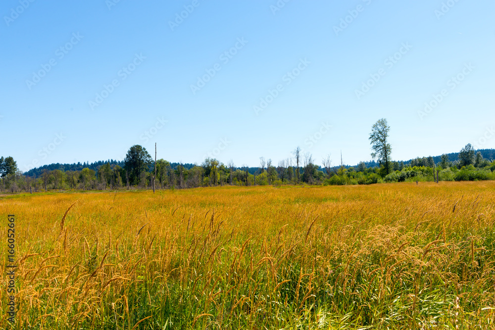 Fototapeta premium Delta