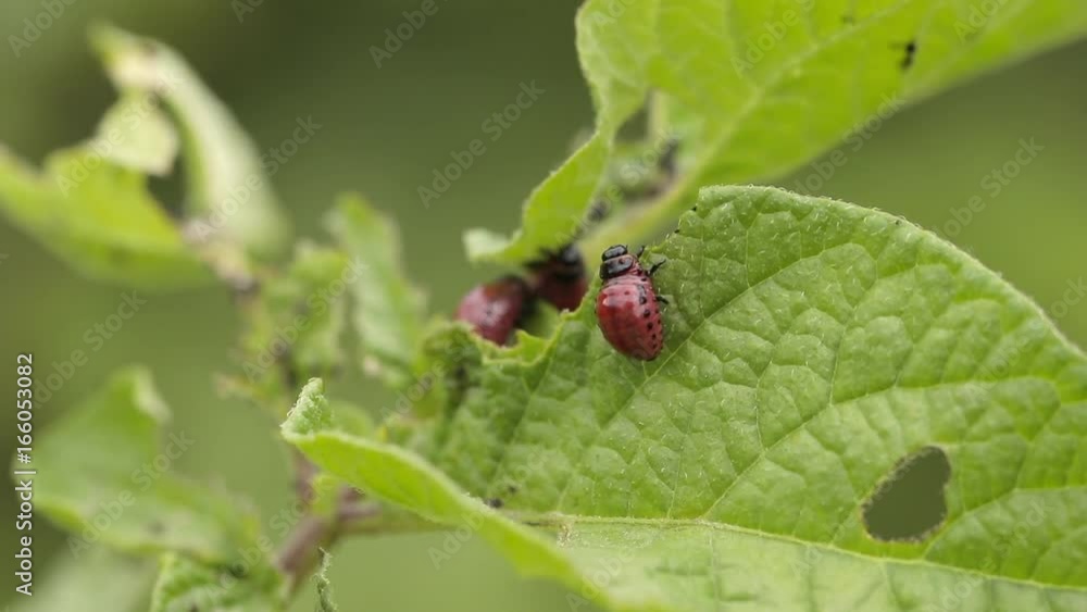 Colorado potato beetle eats potato leaves. Close-up shot Colorado potato beetle eats potato leaves. Close-up shot