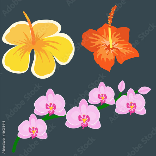 Beautiful tropical flower set design summer plants colorful decoration nature design floral drawing leaf blossom vector illustration.