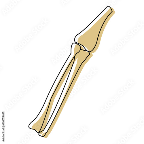 leg bones tibia and fibula medicine anatomy body