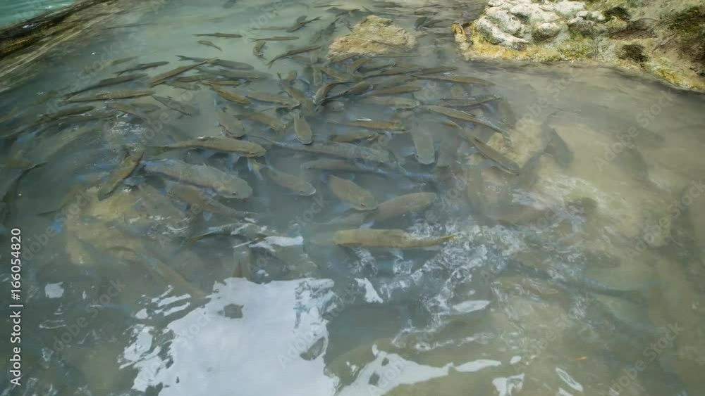 Panning shot of Neolissochilus stracheyi fish in Level 2 of Erawan Waterfall, Kanchanaburi Province, Thailand Panning shot of Neolissochilus stracheyi fish in Level 2 of Erawan Waterfall, Kanchanaburi Province, Thailand