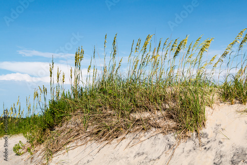 Sand dunes with beach grass on Coquina Beach at Cape Hatteras National Seashore. © sherryvsmith