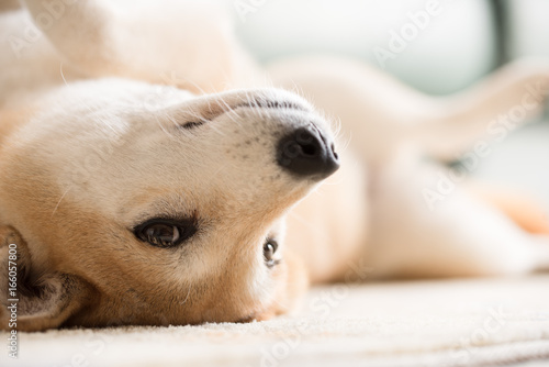Obraz na płótnie 甘える柴犬