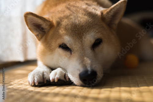 お昼寝柴犬