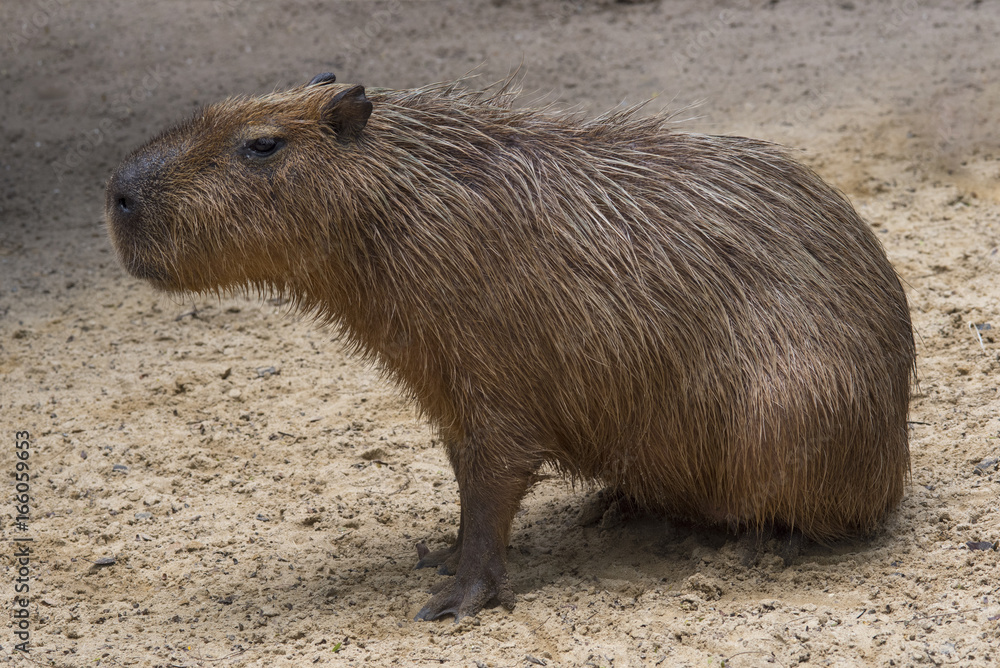 Capybara (Hydrocheris hydrochaeris) Capybara (Hydrocheris hydrochaeris)