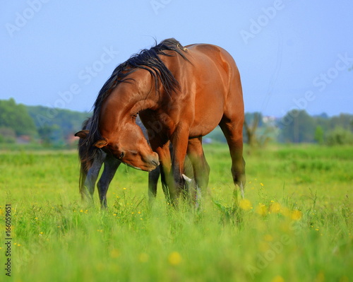 Verneigung, braunes Pferd im Gras verneigt sich