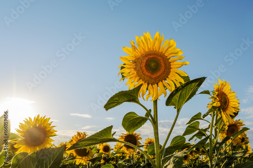 Sunflower natural background  Sunflower blooming  Sunflower oil improves skin health and promote cell regeneration