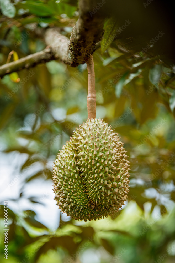 Fresh durian on tree Fresh durian on tree