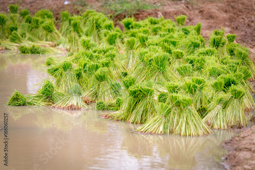 rice seedling © antpkr