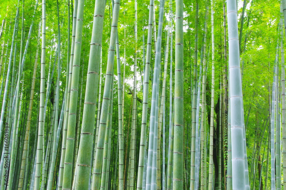 Naklejka premium Świeży zielony las bambusowy