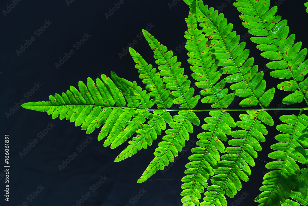 fern leaves fern leaves