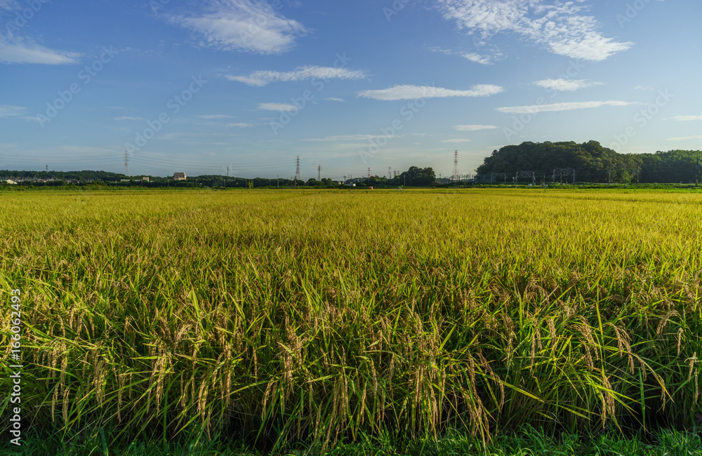 夏の田園風景 夏の田園風景
