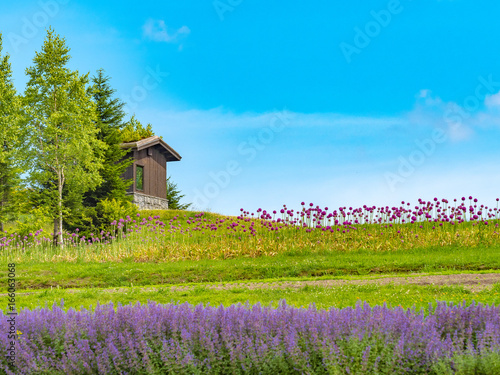 Lavender field in Hokkaido