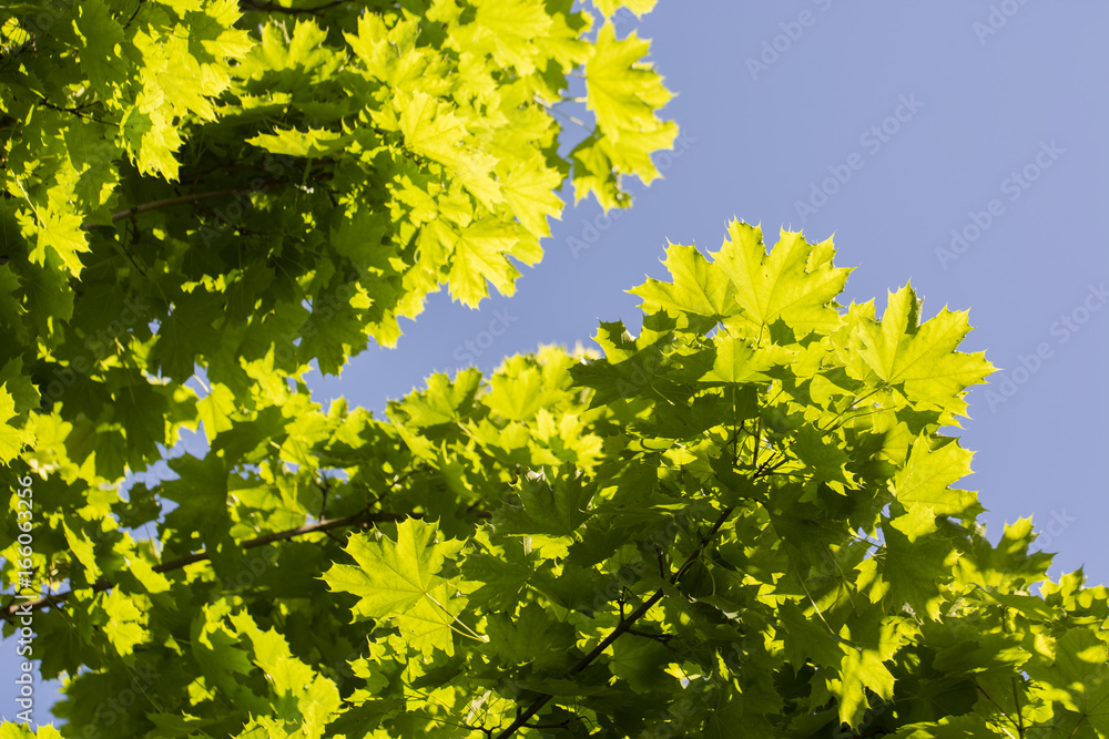 Green leaves of maple on a tree. Green leaves of maple on a tree.