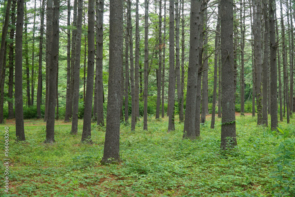 green forest and tree trunks in summer green forest and tree trunks in summer