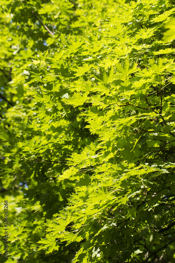 Green leaves of maple on a tree. Green leaves of maple on a tree.